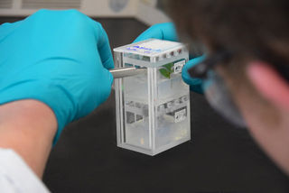 Can Plants Grow from Clippings on the Space Station?