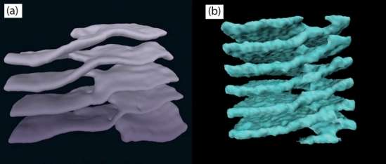 Structural Similarity Discovered Between Human Cells and Neutron Stars